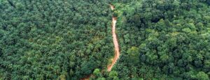 56556 Ferrero commits to satellite monitoring of palm oil supply chain