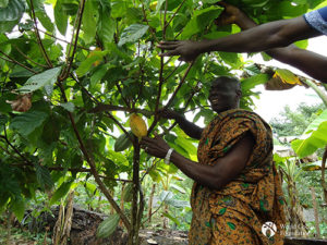Cocoa Farmers 2 First ECHOES Harvest 2000x1500 Cocoa industry agrees on action to stop deforestation