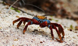 crab