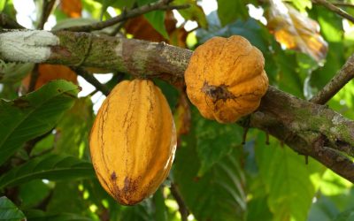 Novel technique to get more yield from cocoa fruit