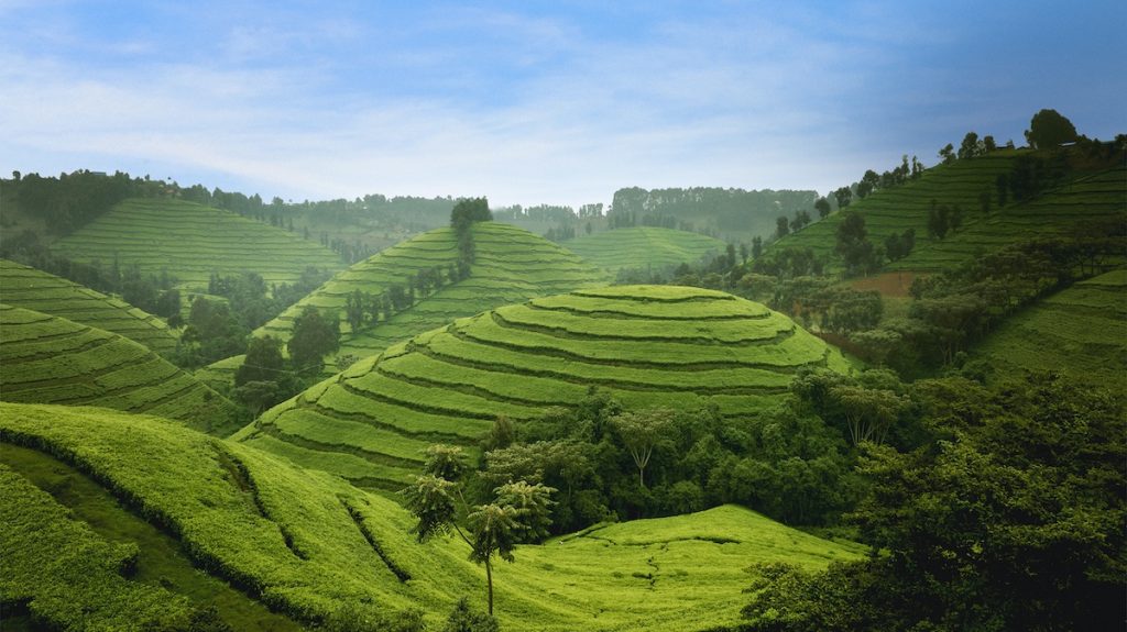 Can tea have its coffee moment?